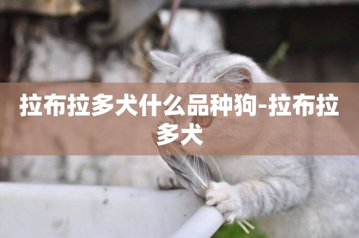 拉布拉多犬什么品種狗-拉布拉多犬