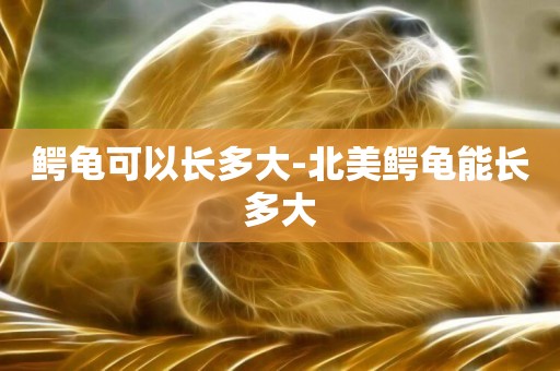 鱷龜可以長多大-北美鱷龜能長多大
