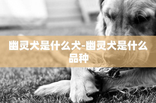 幽靈犬是什么犬-幽靈犬是什么品種