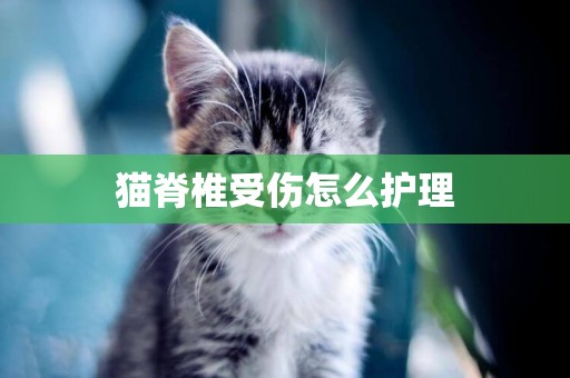 貓脊椎受傷怎么護理