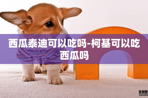西瓜泰迪可以吃嗎-柯基可以吃西瓜嗎