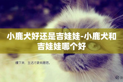 小鹿犬好還是吉娃娃-小鹿犬和吉娃娃哪個好