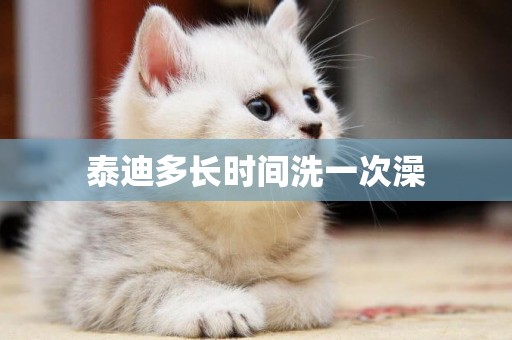 泰迪多長時間洗一次澡