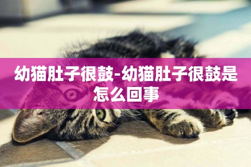幼貓肚子很鼓-幼貓肚子很鼓是怎么回事