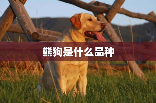 熊狗是什么品種