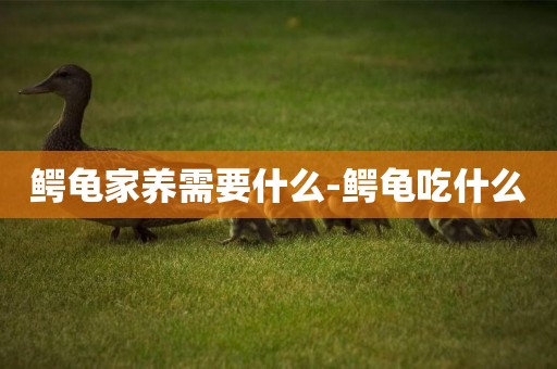 鱷龜家養需要什么-鱷龜吃什么