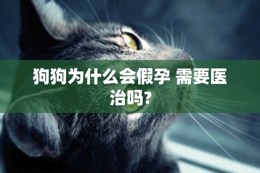 狗狗為什么會假孕 需要醫治嗎?