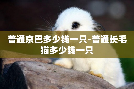 普通京巴多少錢一只-普通長毛貓多少錢一只