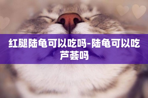 紅腿陸龜可以吃嗎-陸龜可以吃蘆薈嗎
