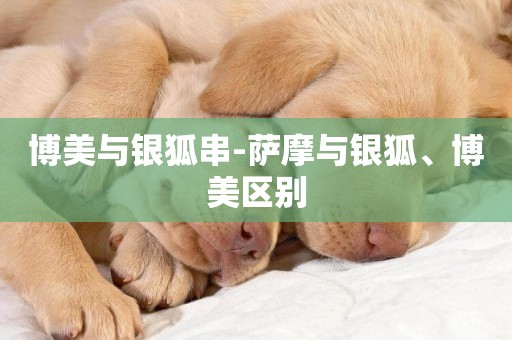 博美與銀狐串-薩摩與銀狐、博美區別