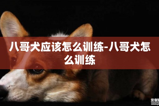 八哥犬應該怎么訓練-八哥犬怎么訓練