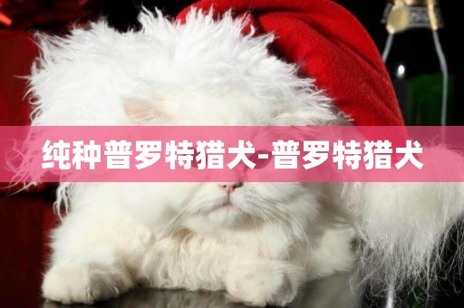 純種普羅特獵犬-普羅特獵犬