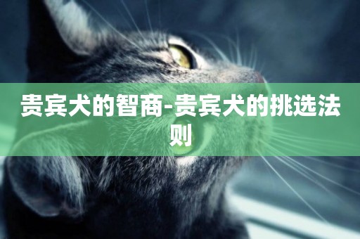 貴賓犬的智商-貴賓犬的挑選法則