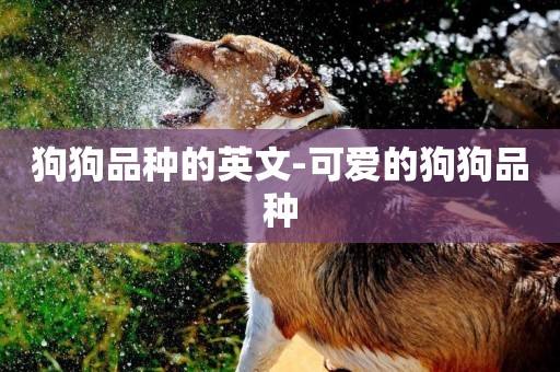 狗狗品種的英文-可愛的狗狗品種