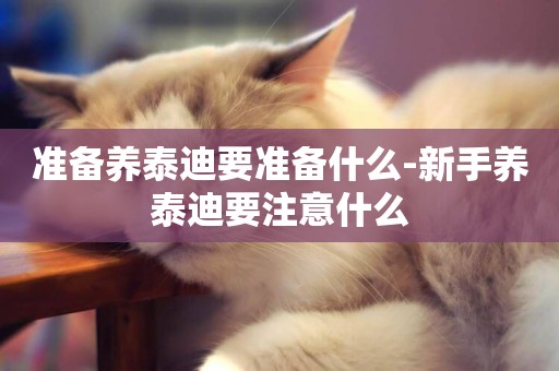 準備養泰迪要準備什么-新手養泰迪要注意什么