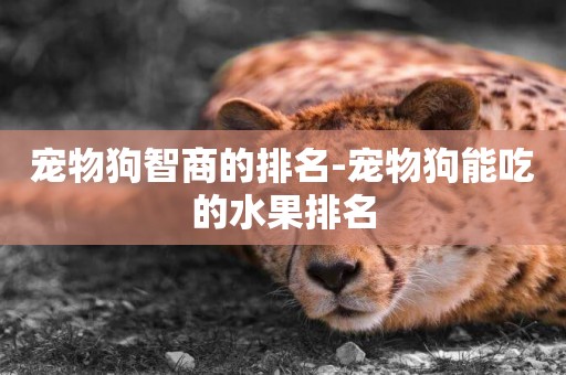 寵物狗智商的排名-寵物狗能吃的水果排名