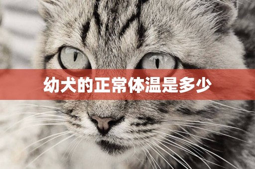 幼犬的正常體溫是多少