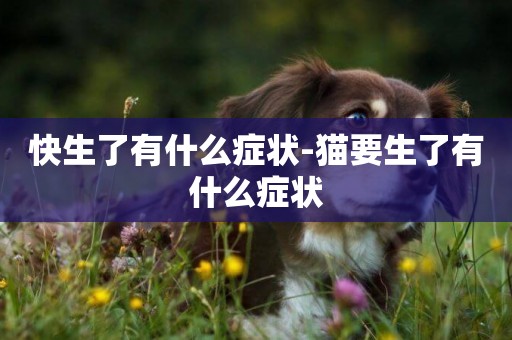 快生了有什么癥狀-貓要生了有什么癥狀