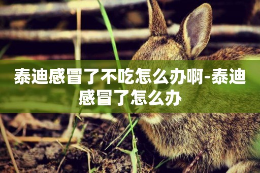 泰迪感冒了不吃怎么辦啊-泰迪感冒了怎么辦