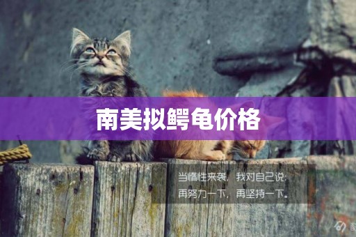 南美擬鱷龜價格