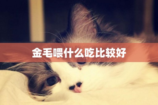 金毛喂什么吃比較好