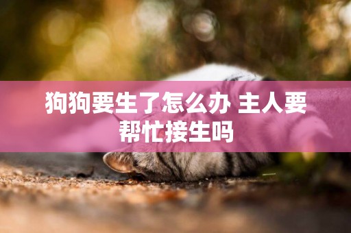 狗狗要生了怎么辦 主人要幫忙接生嗎
