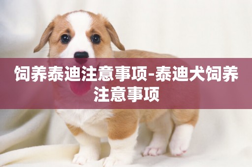 飼養泰迪注意事項-泰迪犬飼養注意事項