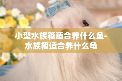 小型水族箱適合養什么魚-水族箱適合養什么龜
