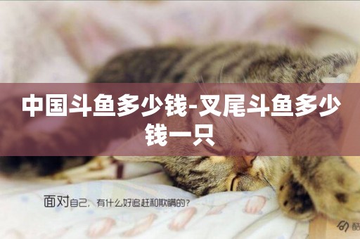 中國斗魚多少錢-叉尾斗魚多少錢一只