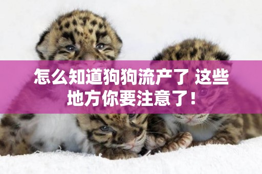 怎么知道狗狗流產了 這些地方你要注意了！