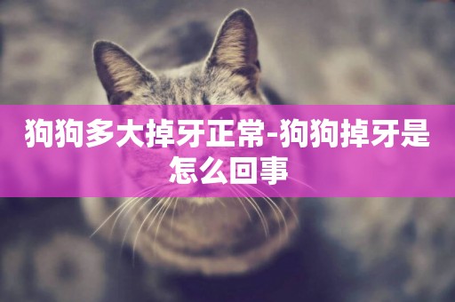 狗狗多大掉牙正常-狗狗掉牙是怎么回事