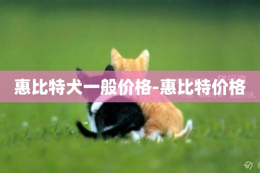 惠比特犬一般價格-惠比特價格