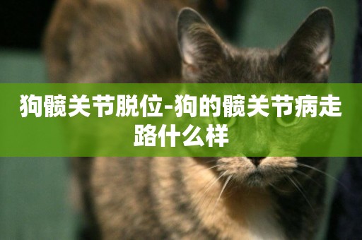 狗髖關節脫位-狗的髖關節病走路什么樣
