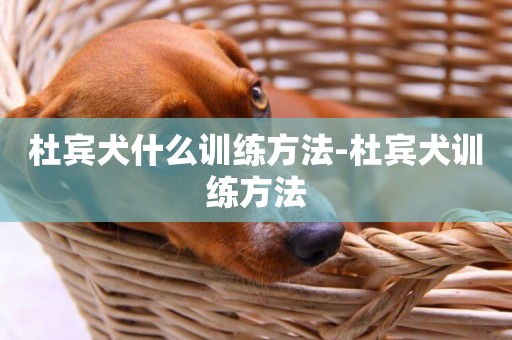 杜賓犬什么訓練方法-杜賓犬訓練方法