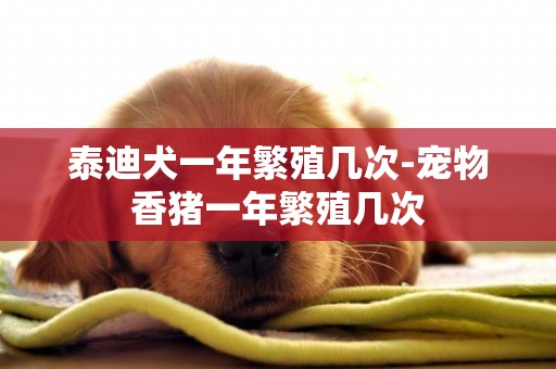 泰迪犬一年繁殖幾次-寵物香豬一年繁殖幾次