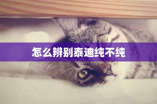 怎么辨別泰迪純不純