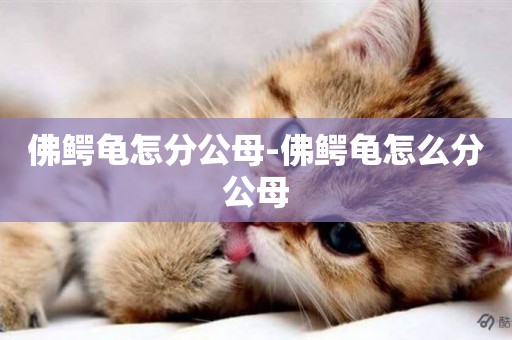 佛鱷龜怎分公母-佛鱷龜怎么分公母