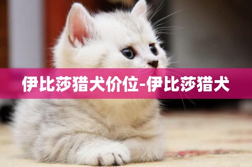 伊比莎獵犬價位-伊比莎獵犬