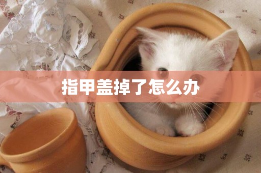 指甲蓋掉了怎么辦