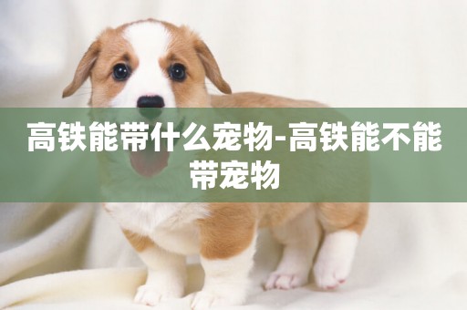 高鐵能帶什么寵物-高鐵能不能帶寵物