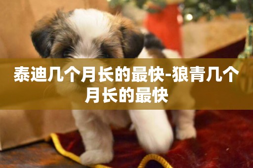 泰迪幾個月長的最快-狼青幾個月長的最快