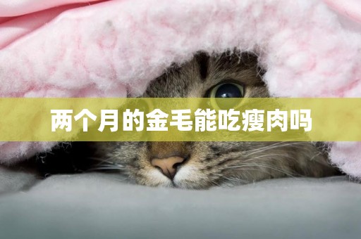 兩個月的金毛能吃瘦肉嗎