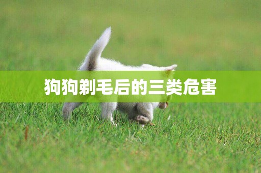 狗狗剃毛后的三類危害