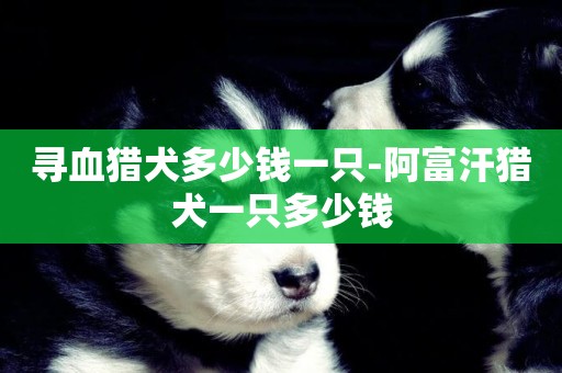 尋血獵犬多少錢一只-阿富汗獵犬一只多少錢