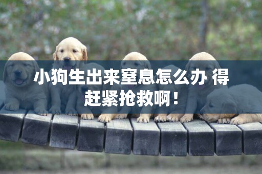 小狗生出來窒息怎么辦 得趕緊搶救啊！