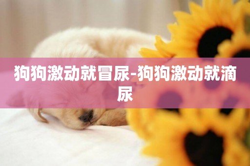 狗狗激動就冒尿-狗狗激動就滴尿