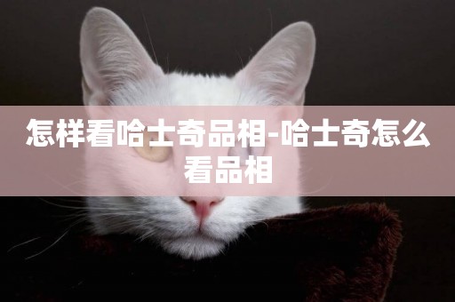 怎樣看哈士奇品相-哈士奇怎么看品相