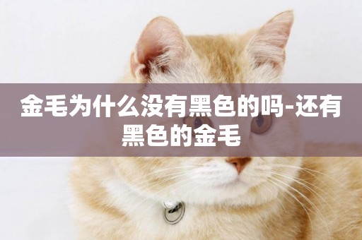 金毛為什么沒有黑色的嗎-還有黑色的金毛
