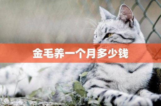 金毛養一個月多少錢