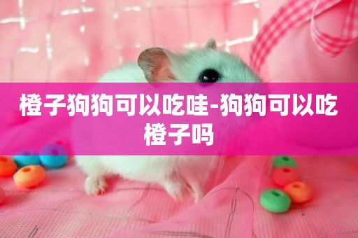橙子狗狗可以吃哇-狗狗可以吃橙子嗎
